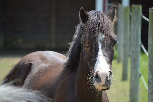 black-entering-right-nostril-pony