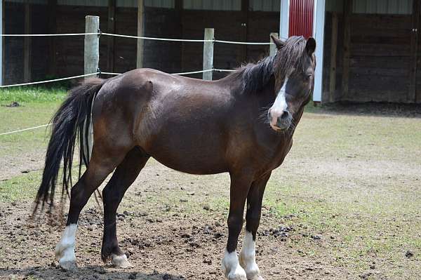 narrow-blaze-snip-conjoined-pony