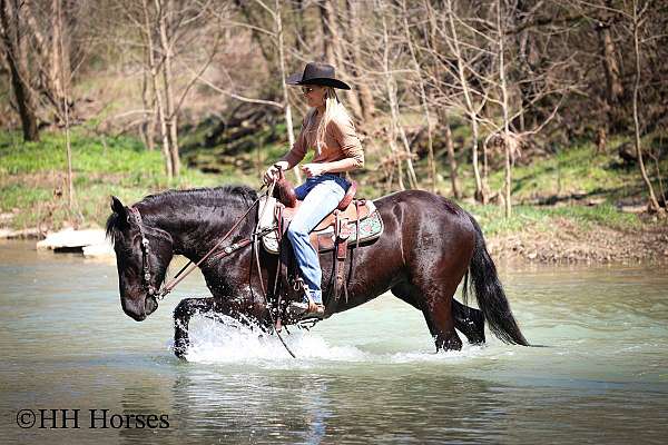 show-winne-friesian-horse