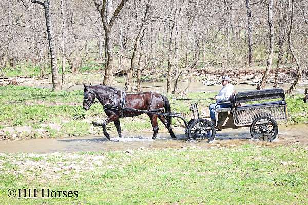 show-winne-horse