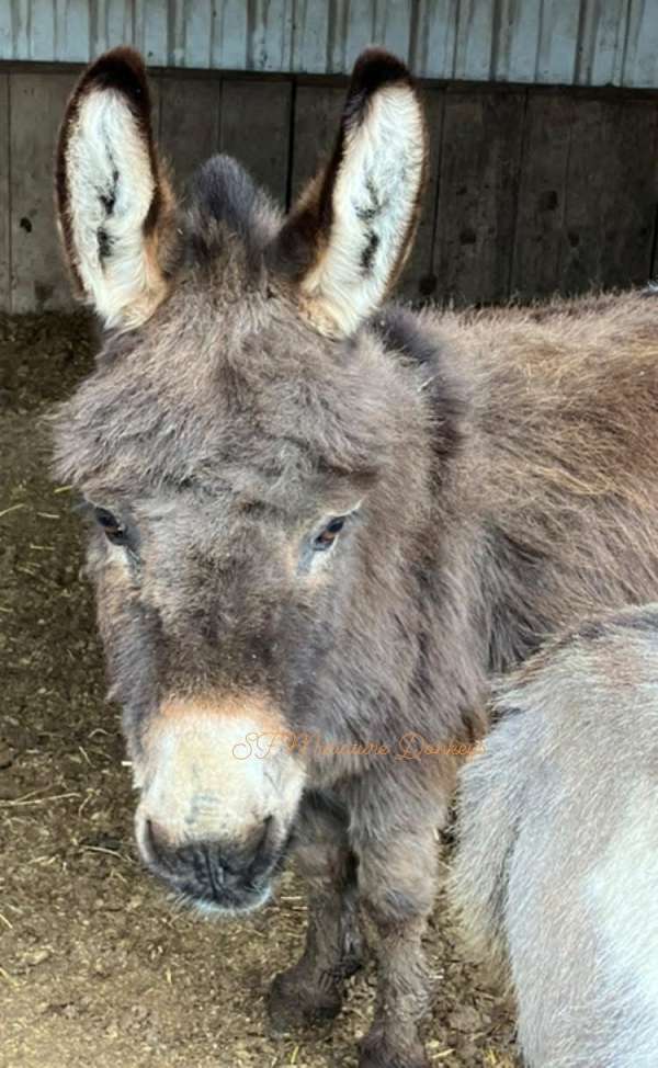 miniature-donkey-donkey