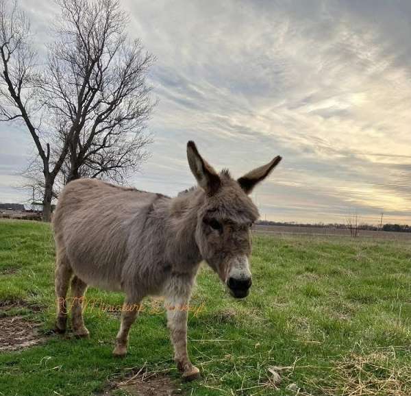 donkey-donkey-miniature
