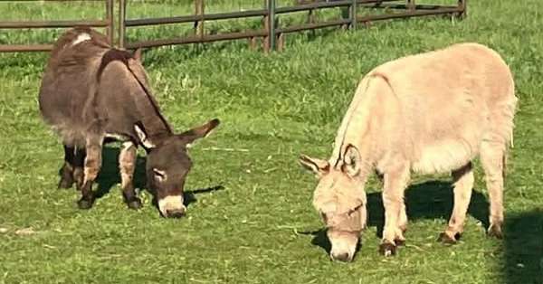 mini-donkey-donkey-miniature