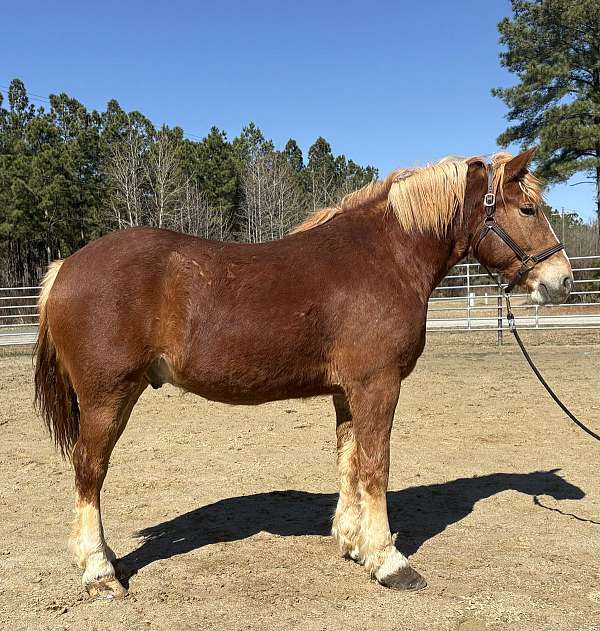 sorrel-gelding-for-sale