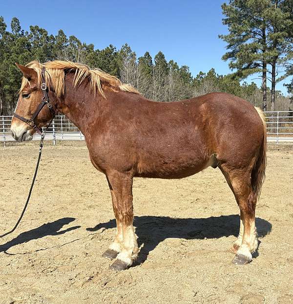 sorrel-haflinger-gelding