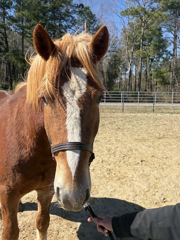 15-hand-haflinger-gelding