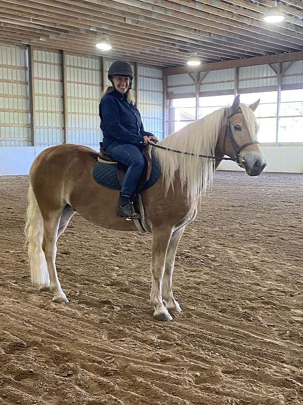haflinger-horse-for-sale