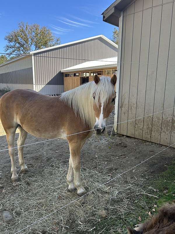 haflinger-gelding
