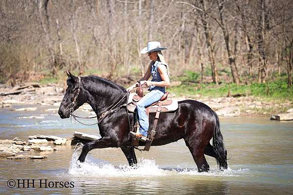 all-around-friesian-horse