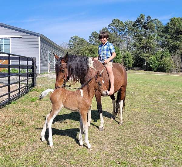 athletic-import-canadian-pony