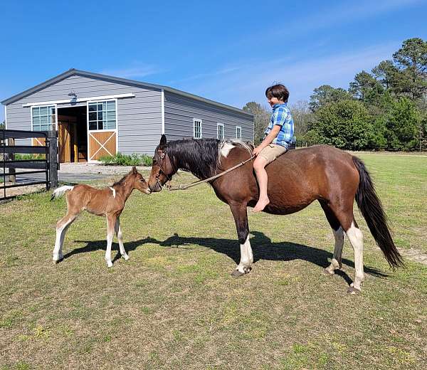 athletic-import-paint-pony