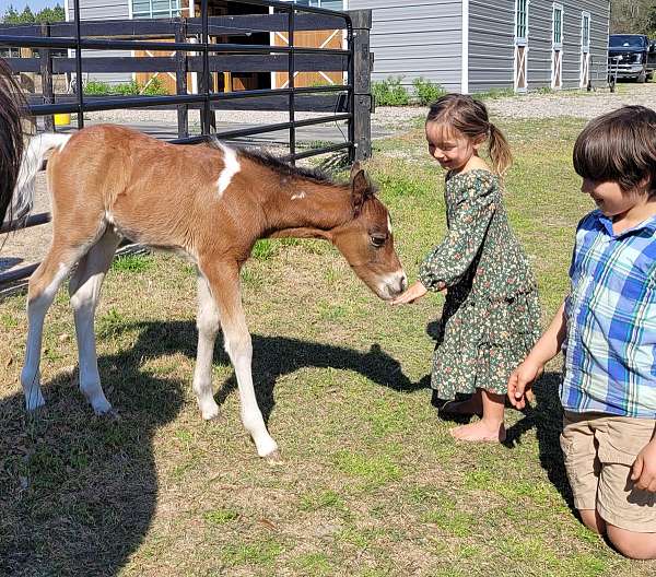 athletic-import-pony