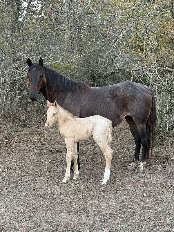 dunalino-quarter-pony-colt