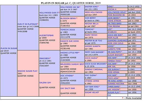aqha-stallion-quarter-pony