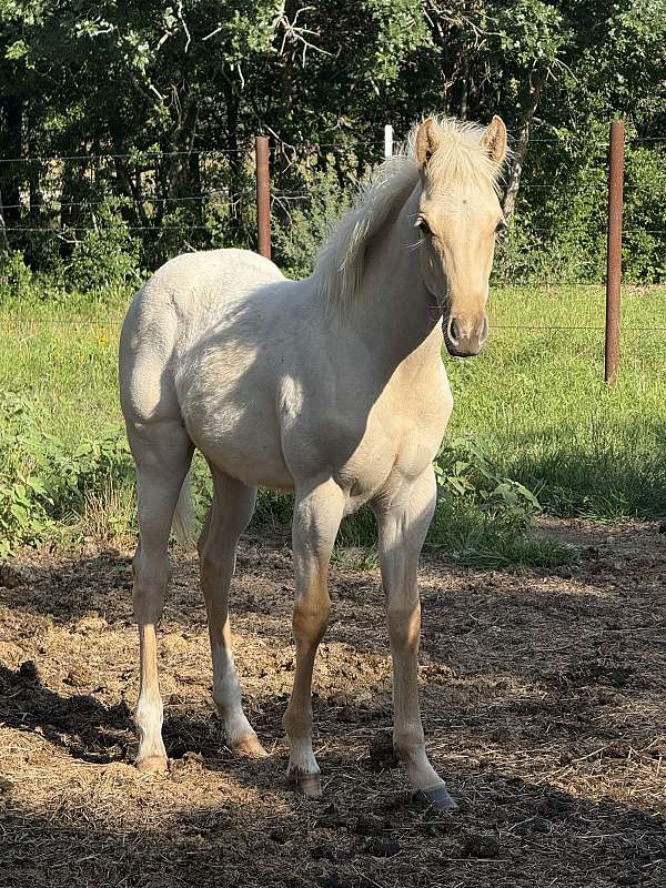 college-quarter-pony