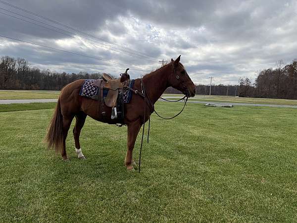 quarter-horse-gelding