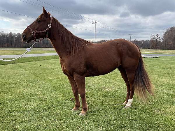 quarter-horse