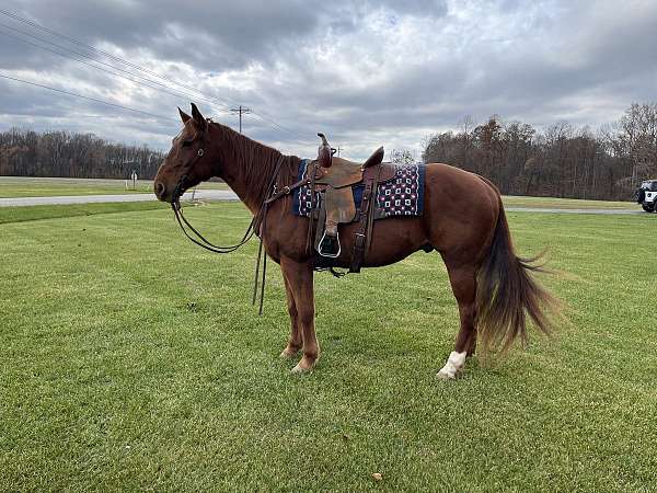 quarter-horse-for-sale