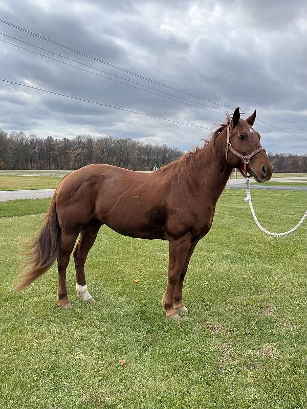 gelding