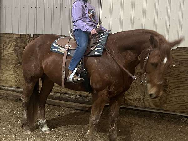 cross-gelding