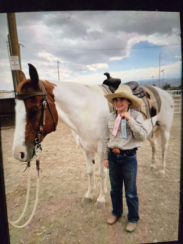 all-around-pinto-pony