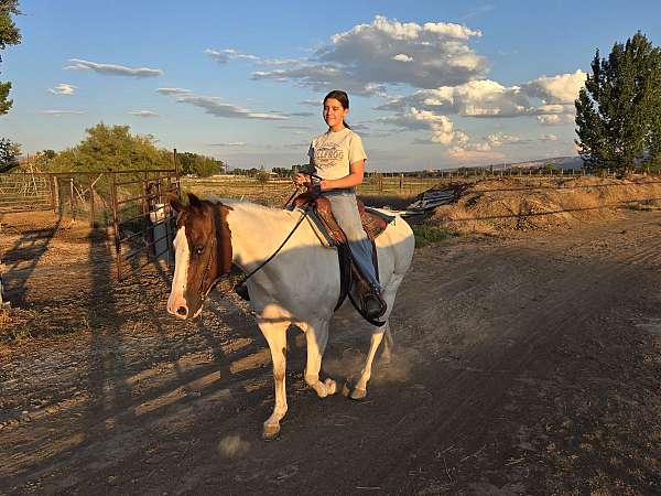 beginner-pinto-pony