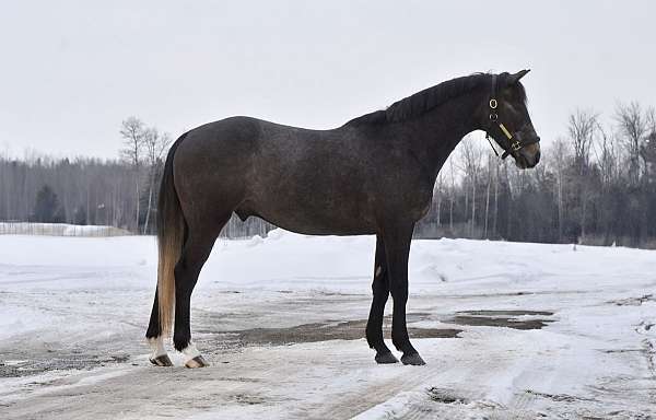 all-around-warmblood-horse