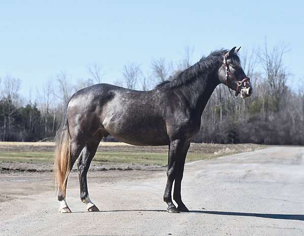 athletic-warmblood-horse