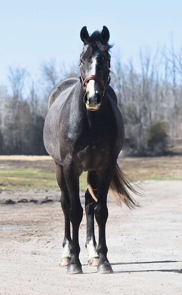 investment-warmblood-horse