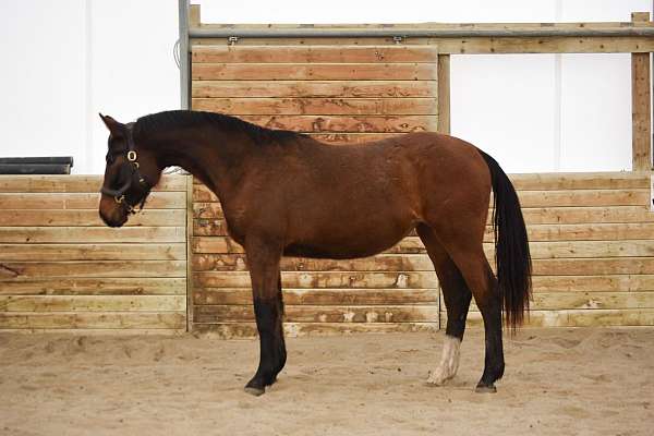 all-around-warmblood-horse