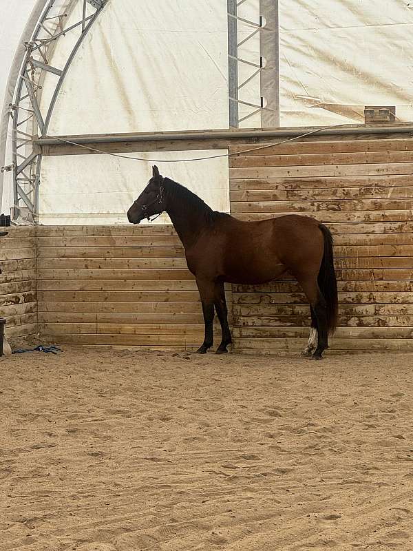 breeding-warmblood-horse