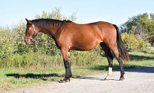 athletic-warmblood-horse