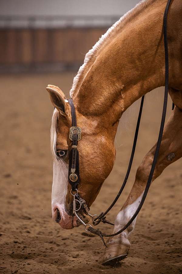 flashy-quarter-horse