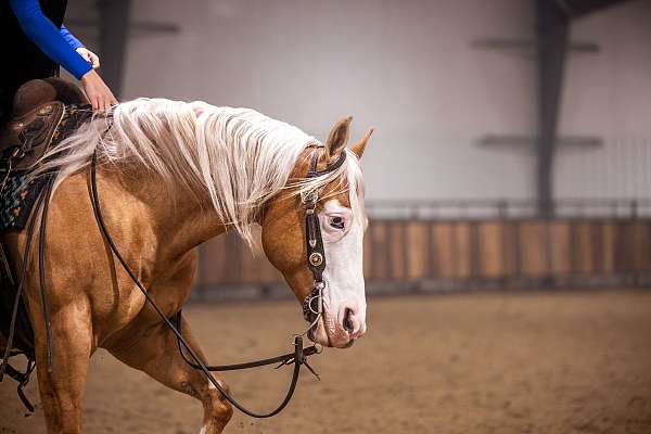 kid-safe-quarter-horse
