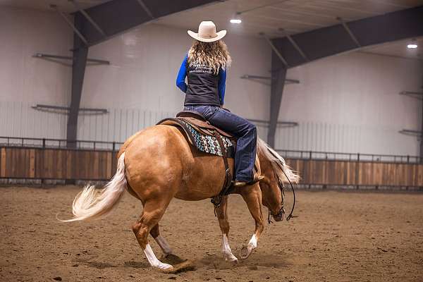 performance-quarter-horse
