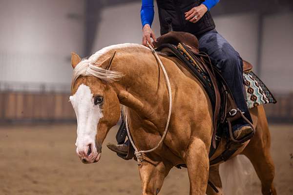 ranch-versatility-quarter-horse
