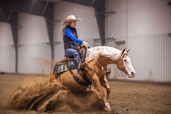 reining-quarter-horse
