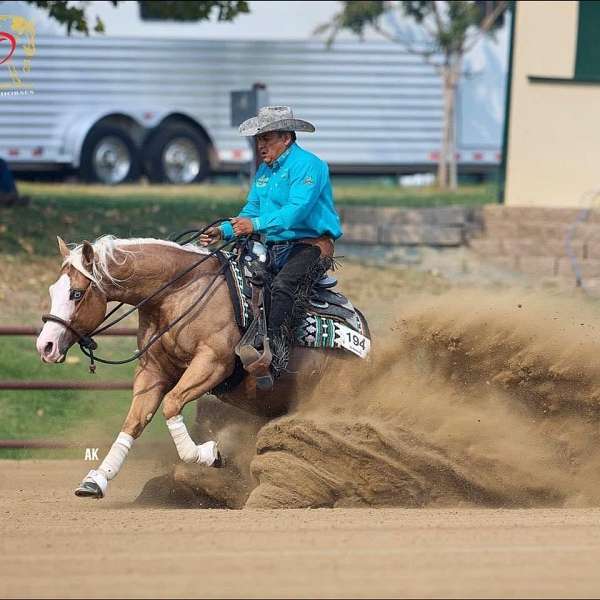 show-quarter-horse