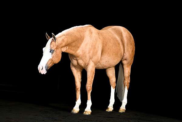 show-hack-quarter-horse