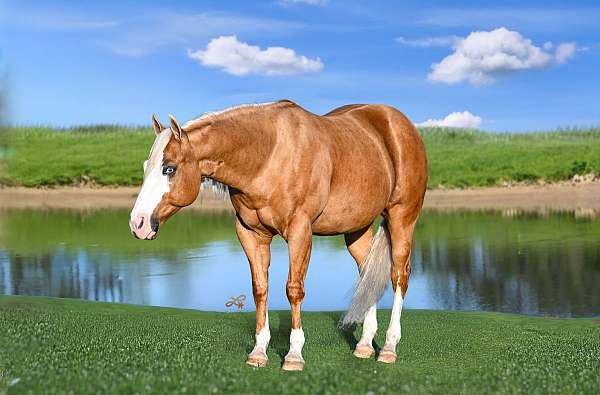 trail-riding-quarter-horse