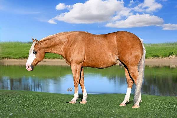 trail-quarter-horse