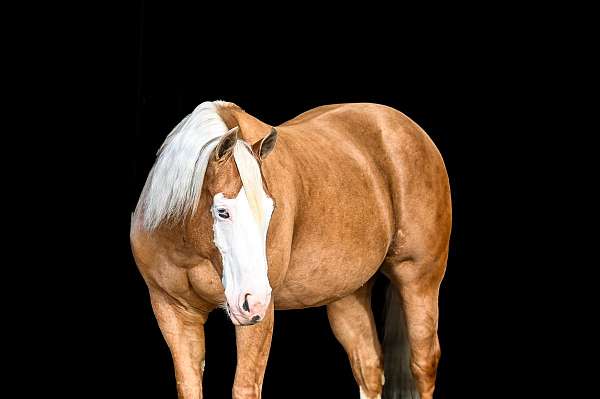 all-around-quarter-horse