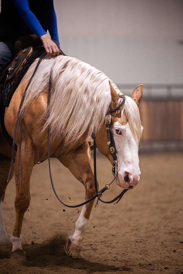western-riding-quarter-horse