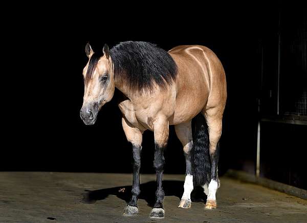athletic-quarter-horse