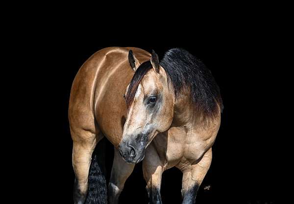 all-around-quarter-horse