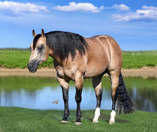 breeding-quarter-horse