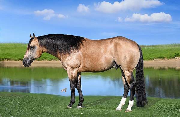 calf-roping-quarter-horse