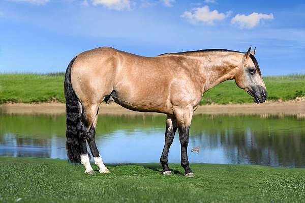 flashy-quarter-horse