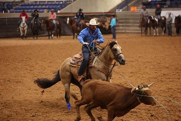 show-quarter-horse