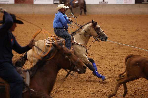 stallion-quarter-horse